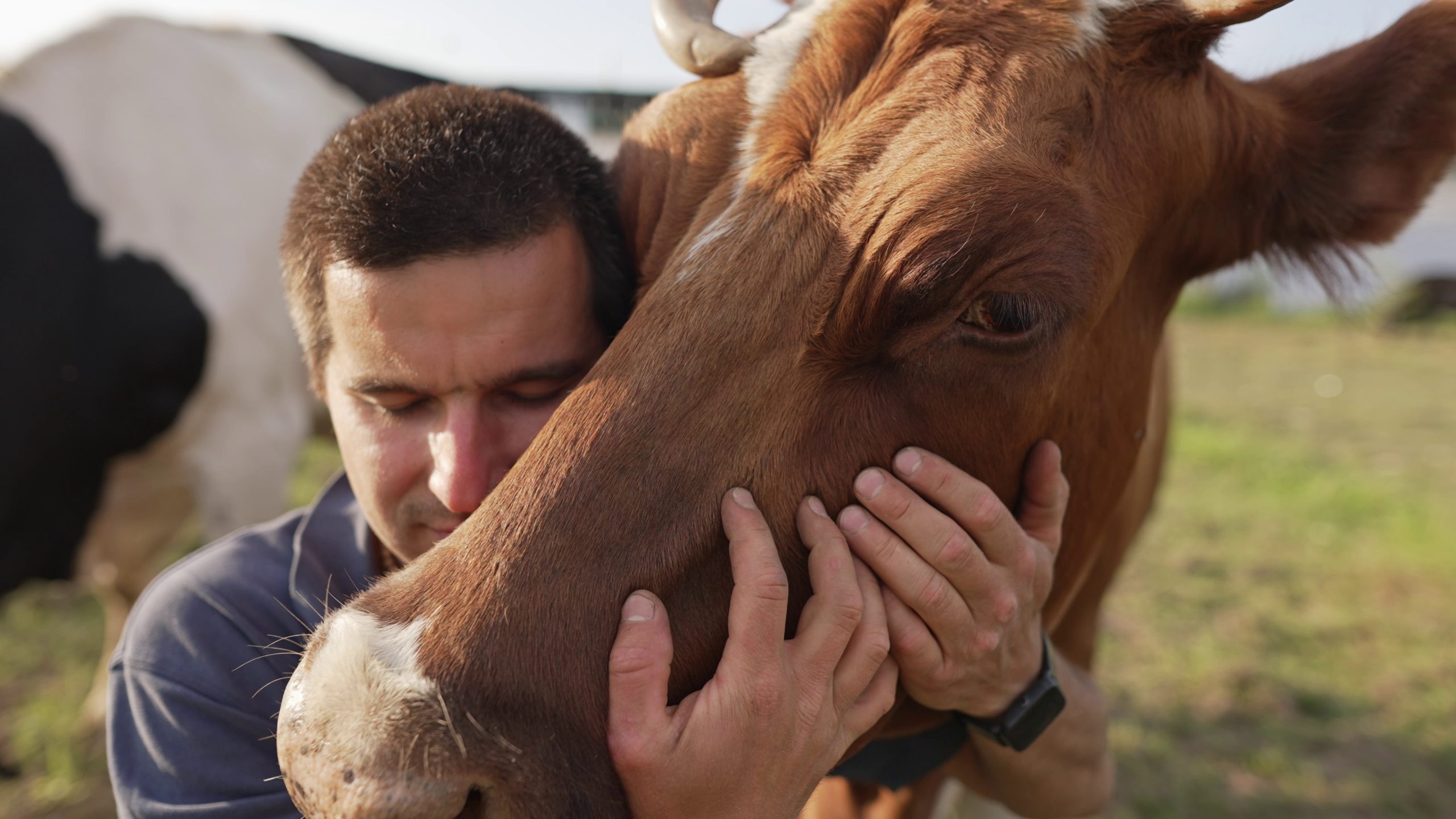 man-hugging-a-cow-with-love-SBI-351094192