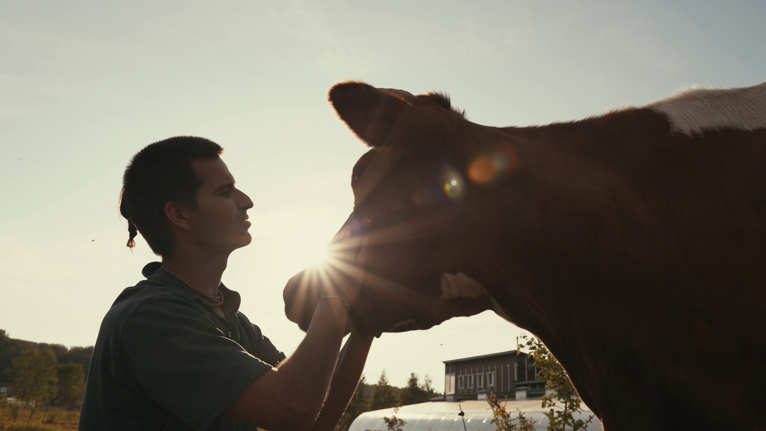 man-petting-a-cow-on-sunset-SBI-349476177 Cow Cuddling